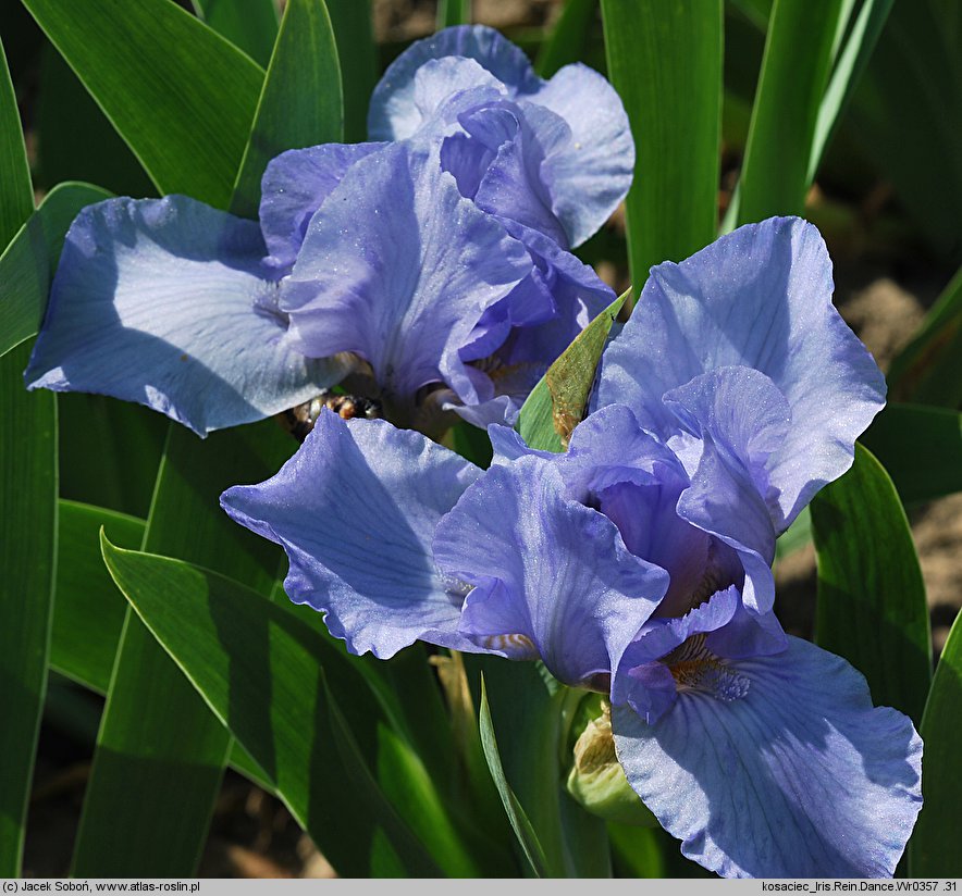 Iris hort. Rein Dance