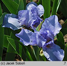 Iris hort. Rein Dance
