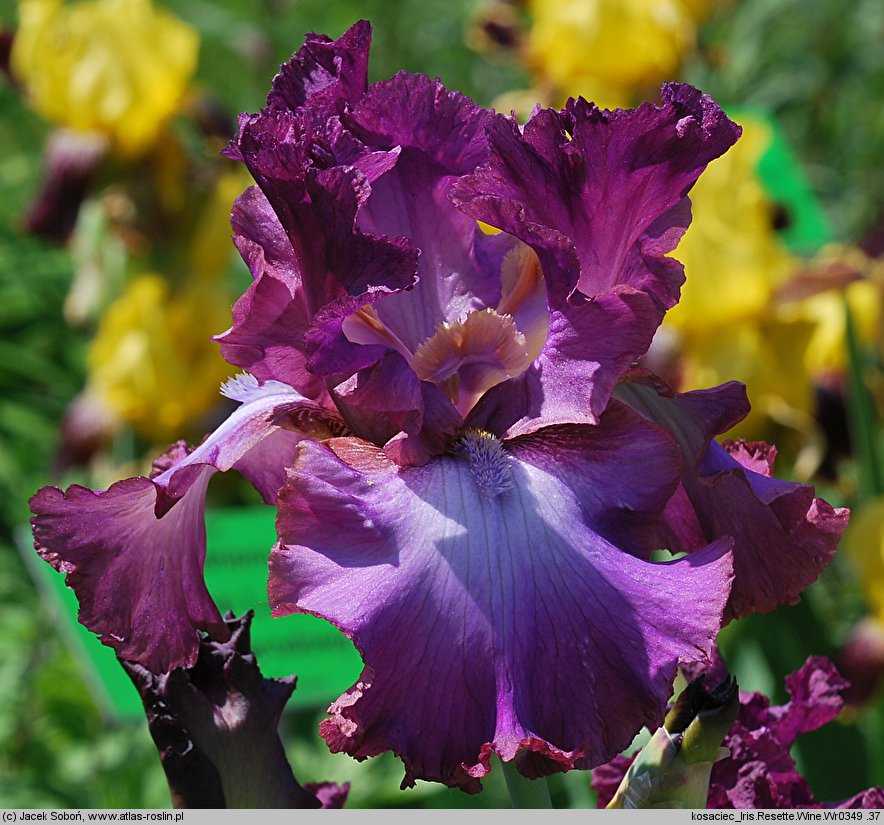 Iris hort. Resette Wine