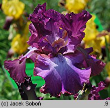 Iris hort. Resette Wine