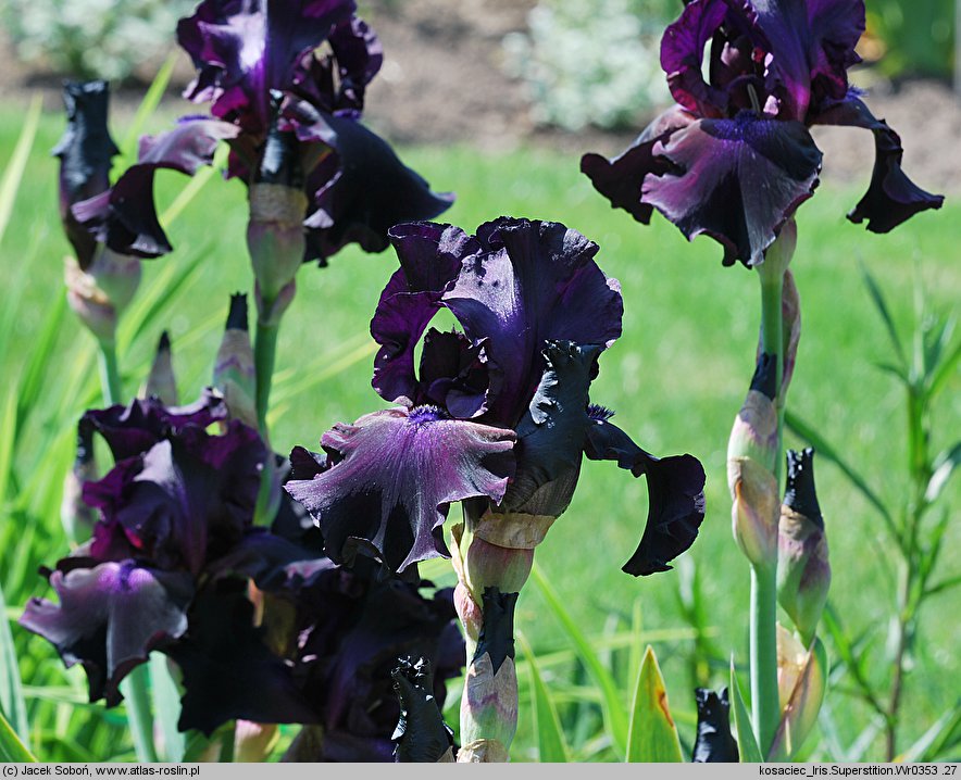 Iris hort. Superstition