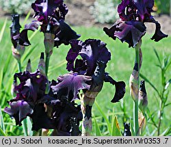 Iris hort. Superstition