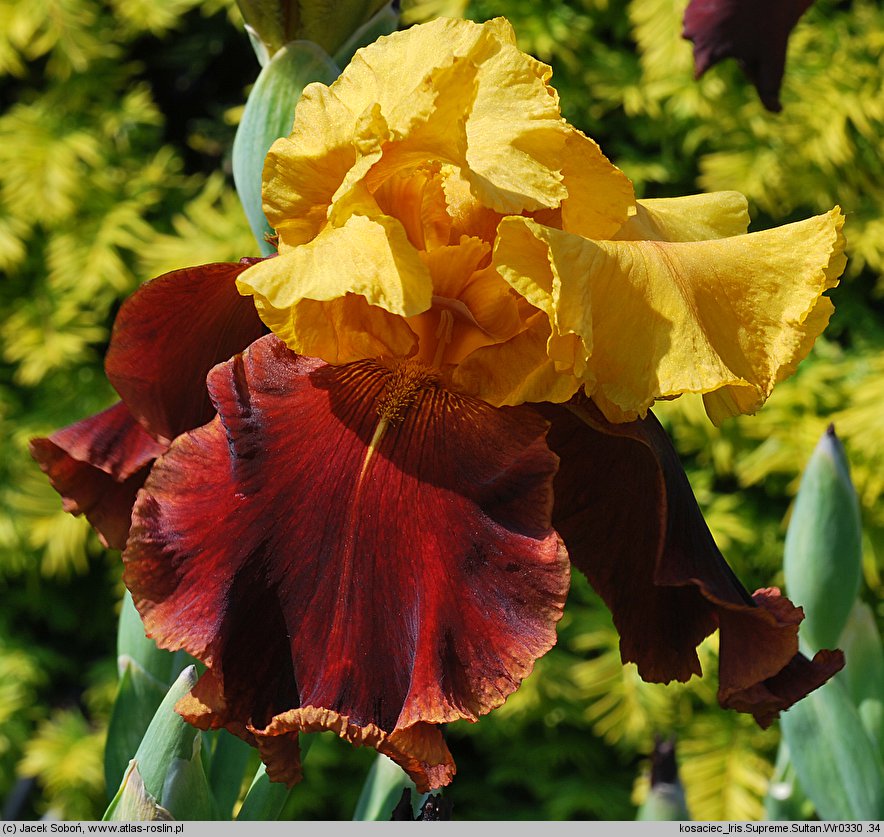 Iris hort. (kosaciec ogrodowy)