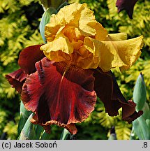 Iris hort. (kosaciec ogrodowy)