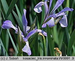 Iris innominata (kosaciec nienazwany)