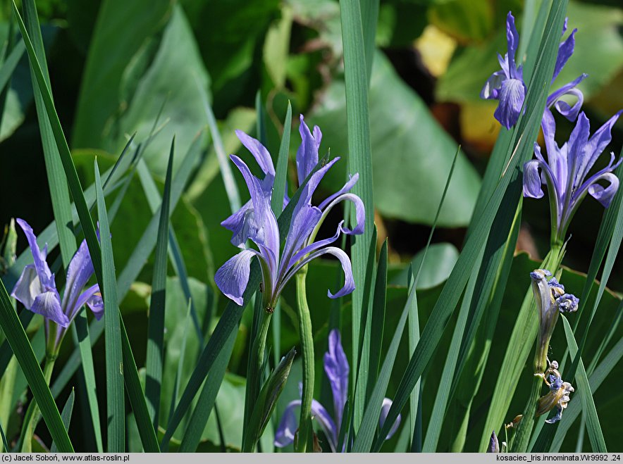 Iris innominata (kosaciec nienazwany)