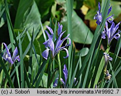 Iris innominata (kosaciec nienazwany)