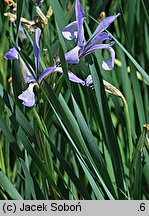 Iris innominata (kosaciec nienazwany)