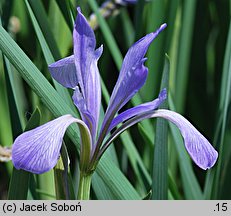 Iris innominata (kosaciec nienazwany)