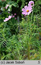 Cosmos bipinnatus (kosmos pierzasty)