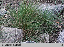 Festuca valesiaca (kostrzewa walezyjska)