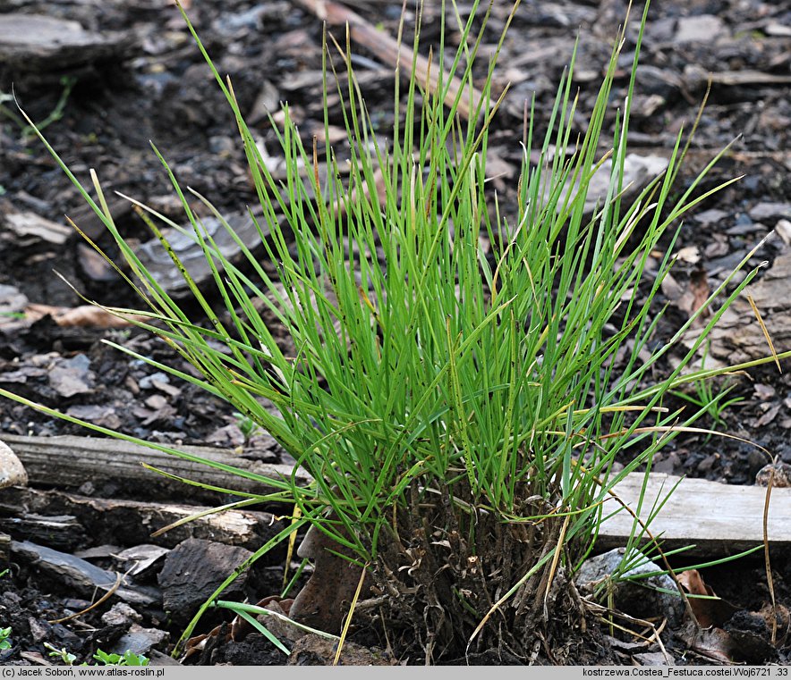 Festuca costei