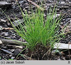 Festuca costei