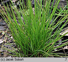 Festuca costei