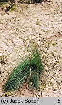 Festuca amethystina (kostrzewa ametystowa)