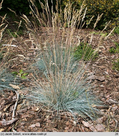 Festuca glauca (kostrzewa sina)