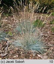 Festuca glauca (kostrzewa sina)