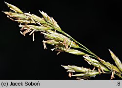 Festuca gautieri (kostrzewa Gautiera)