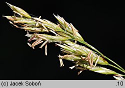 Festuca gautieri (kostrzewa Gautiera)