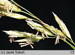 Festuca gautieri (kostrzewa Gautiera)