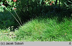 Festuca gautieri (kostrzewa Gautiera)