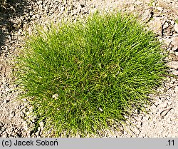 Festuca gautieri (kostrzewa Gautiera)