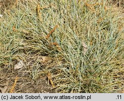 Festuca cinerea