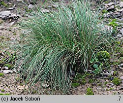 Festuca heterophylla (kostrzewa różnolistna)