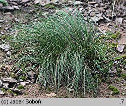 Festuca heterophylla (kostrzewa różnolistna)