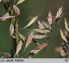 Festuca valesiaca (kostrzewa walezyjska)