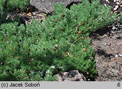 Cotula hispida (kotula owłosiona)