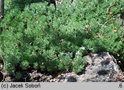 Cotula hispida (kotula owłosiona)