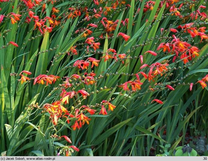 Crocosmia xcrocosmiiflora