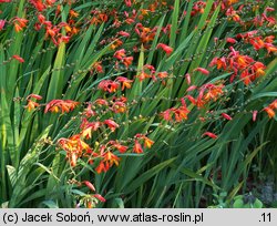 Crocosmia xcrocosmiiflora