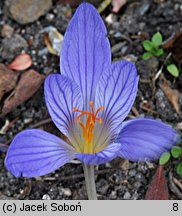 Crocus speciosus (krokus okazały)