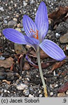 Crocus speciosus (krokus okazały)