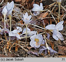 Crocus cancellatus