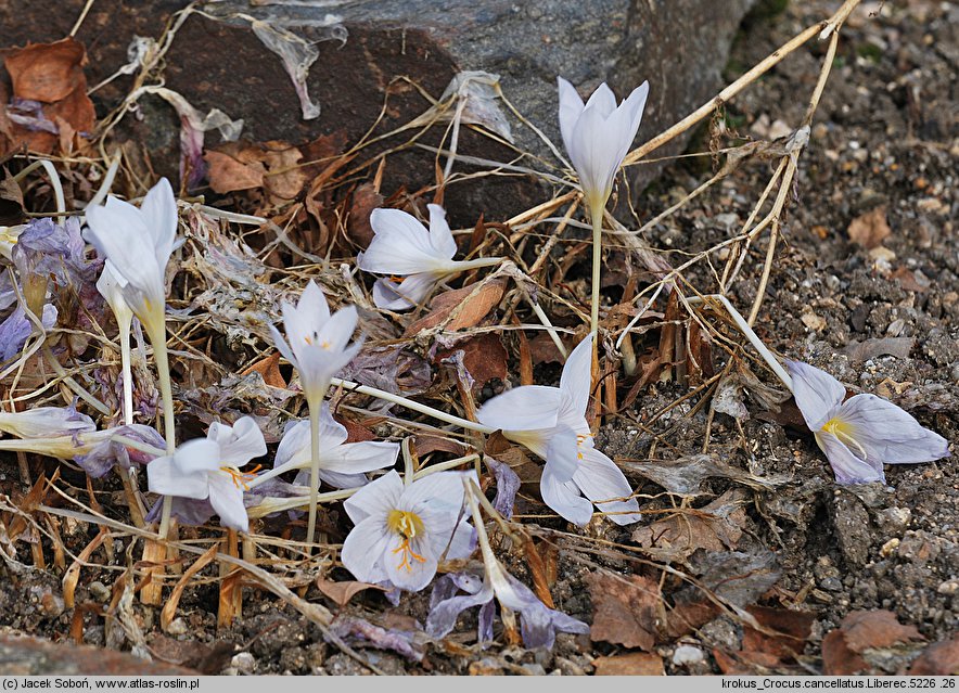 Crocus cancellatus