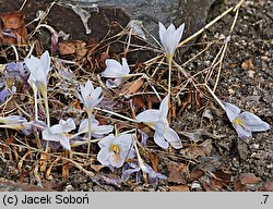 Crocus cancellatus