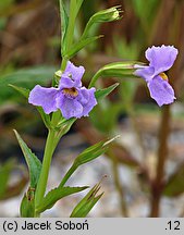 Mimulus ringens