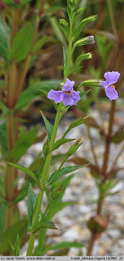 Mimulus ringens