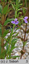 Mimulus ringens