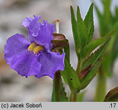 Mimulus ringens