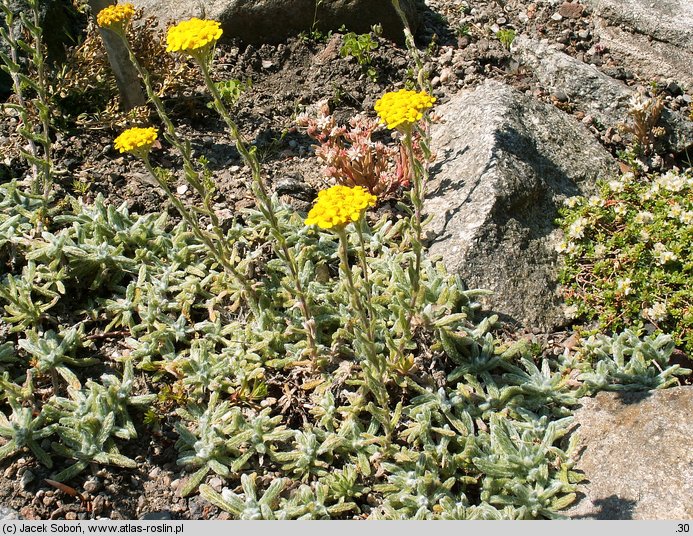 Achillea tomentosa