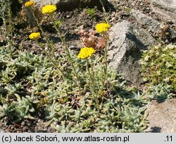 Achillea tomentosa