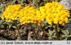 Achillea tomentosa