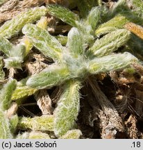 Achillea tomentosa