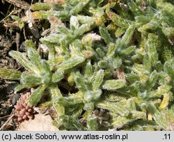 Achillea tomentosa