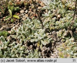 Achillea tomentosa