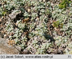 Achillea tomentosa